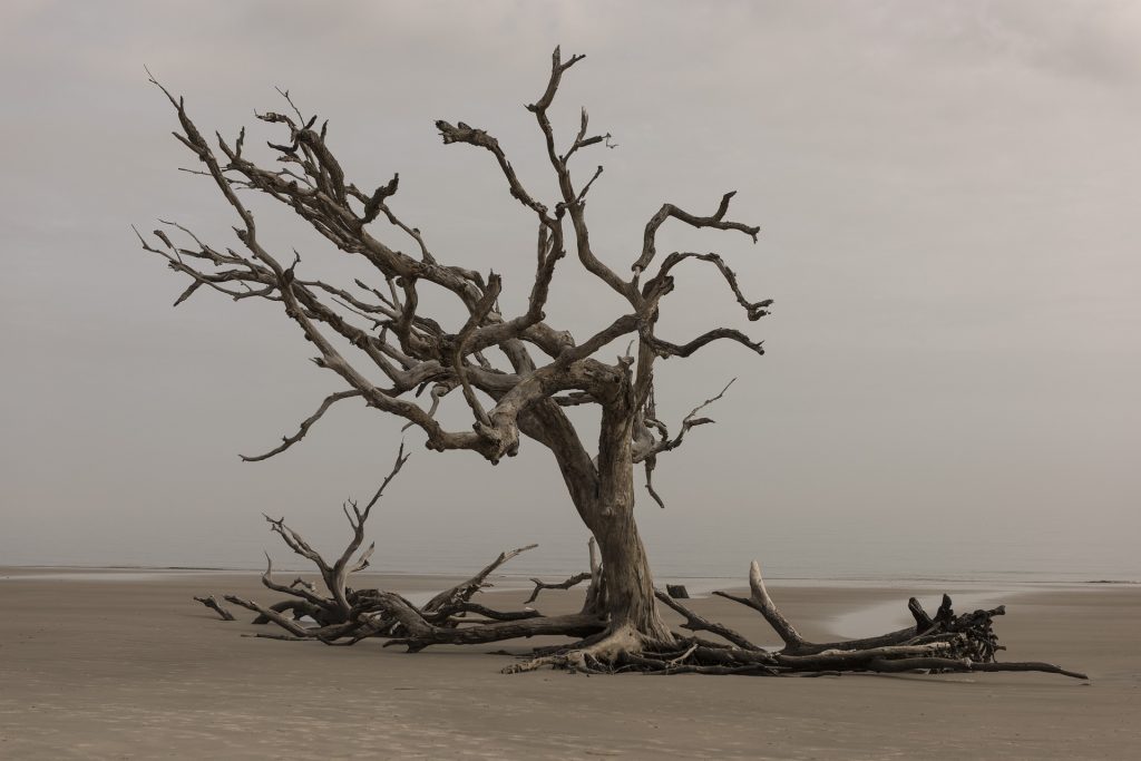 tree-3137482_1920