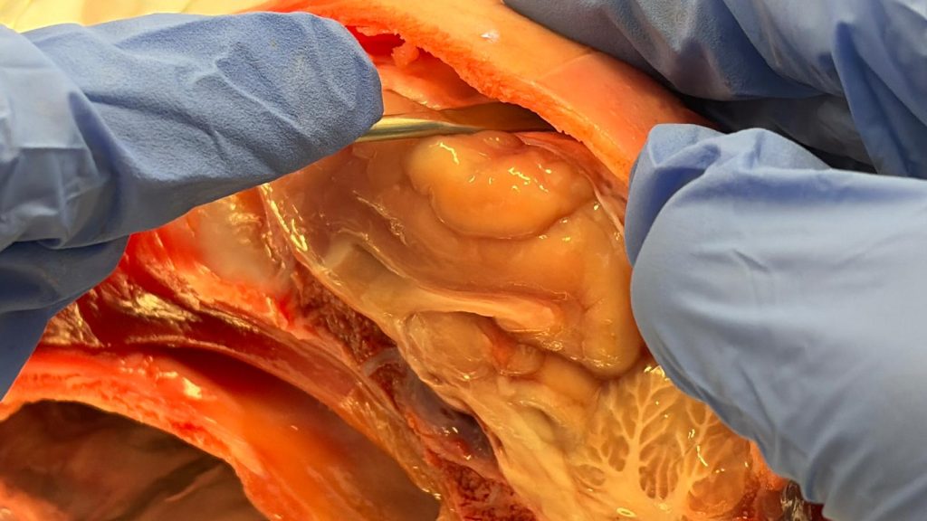 Immagine WhatsApp 2025 11 14 ore 16.13.00 19954c99