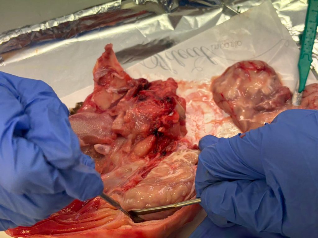 Immagine WhatsApp 2025 11 14 ore 16.15.24 2253dabd