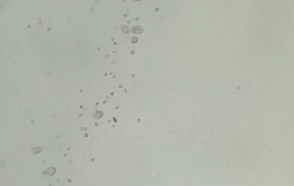Osservazione dei parameci in laboratorio: Un’avventura unicellulare