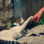 benesvan cat 3985718 1920