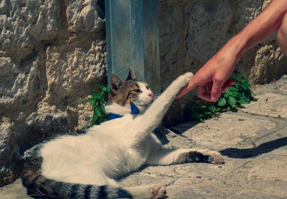benesvan cat 3985718 1920