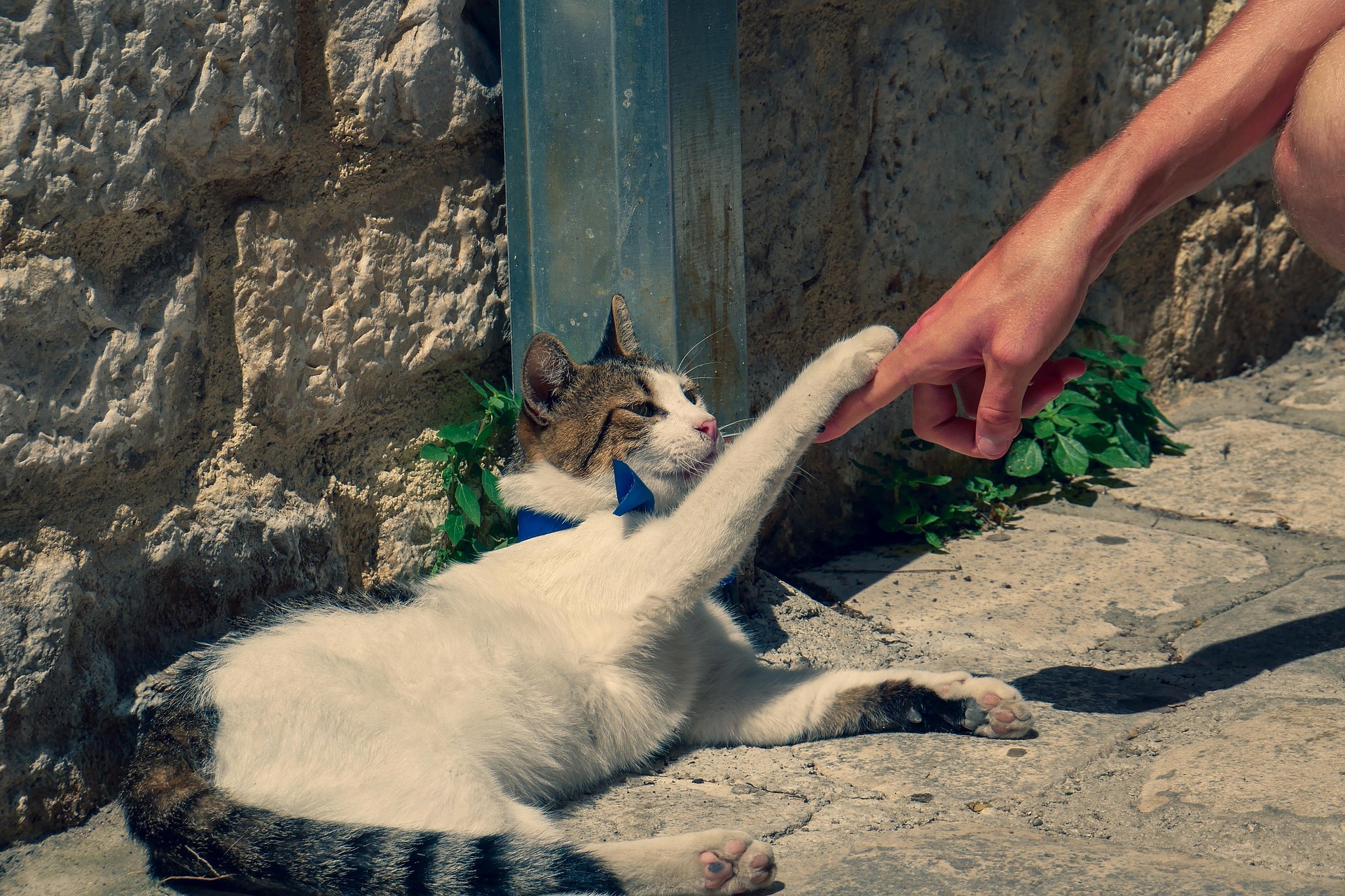 benesvan cat 3985718 1920